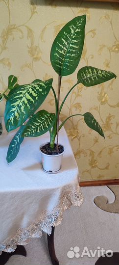 Дифенбахия.Кофе арабика.Фикусы.Аллое