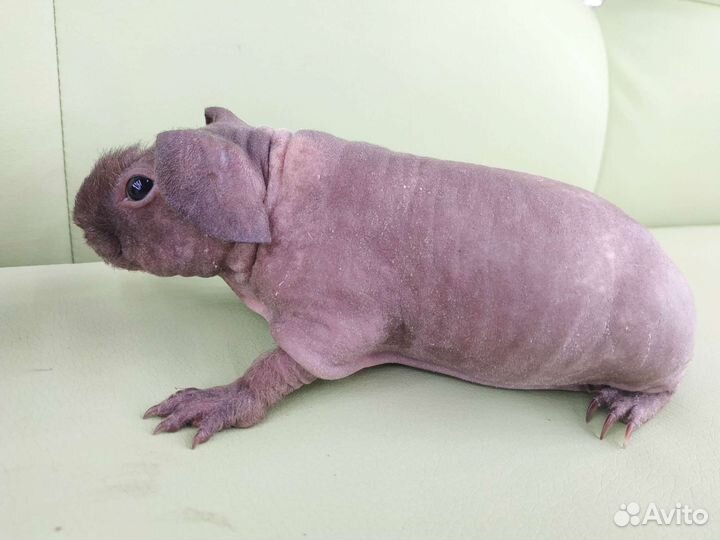 Морская свинка скинни малыш 1 месяц