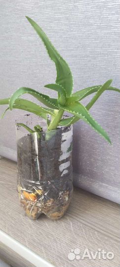 Комнатные растения