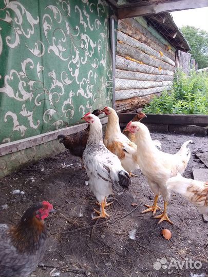 Молодые петухи