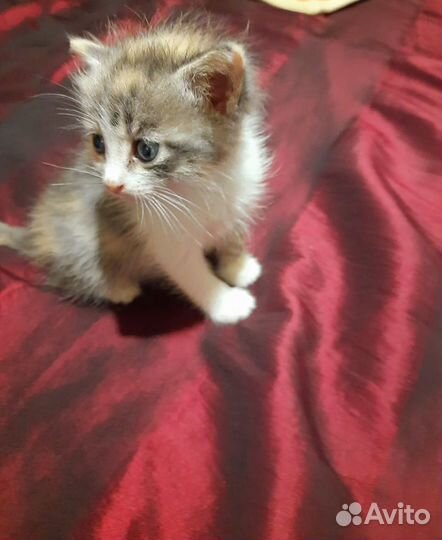 Котята мальчики