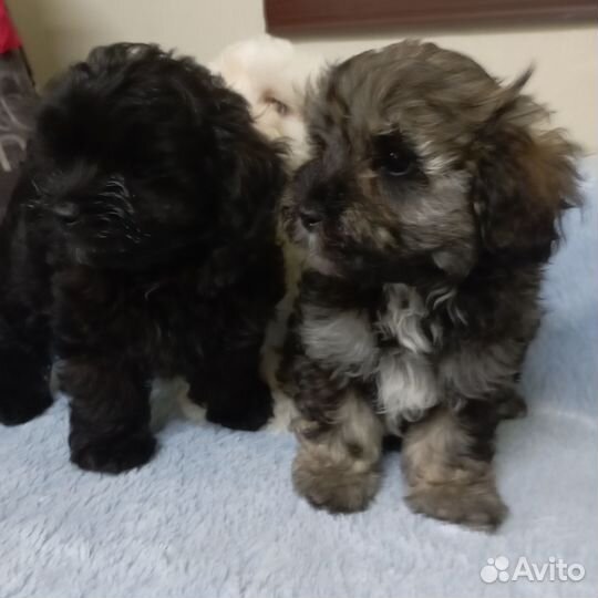 Щенки мальтипу