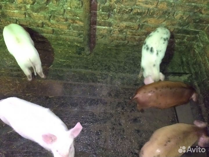 Поросята ландрас дюрок