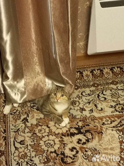 Кошечка Сима