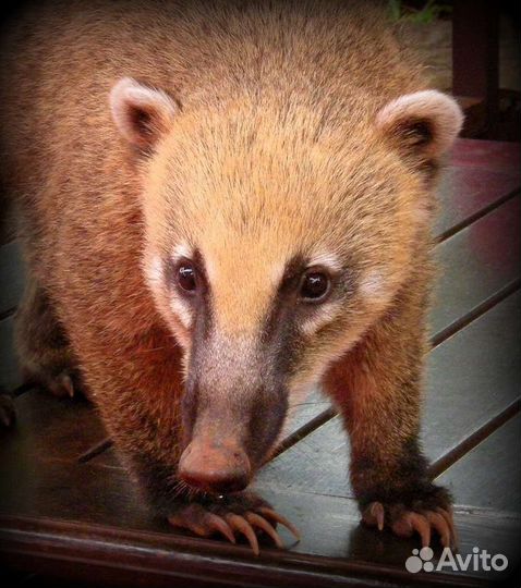 Цирковые животные на ваши праздники