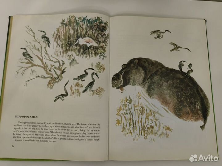 Книга о животных на англиском языке