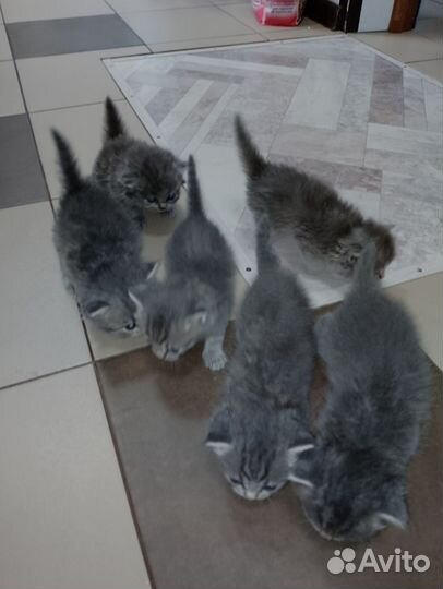 Котёнок британский