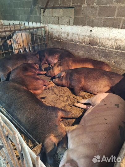 Свиньи откорм