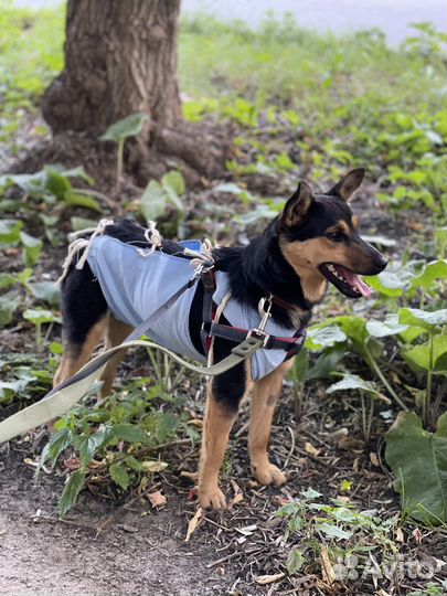 Собака (девочка) в добрые руки