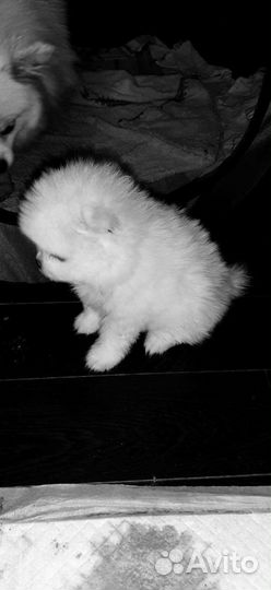 Очаровательные мини мишки