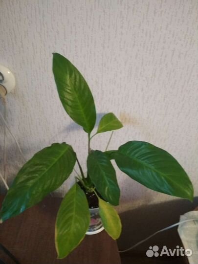 Спатифиллум