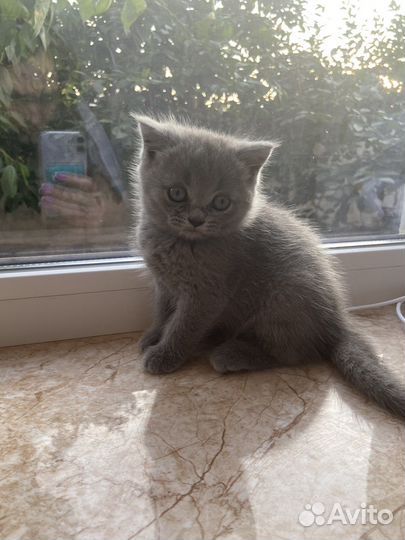 Шотландские котята