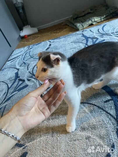 Отдам котенка вислоухого