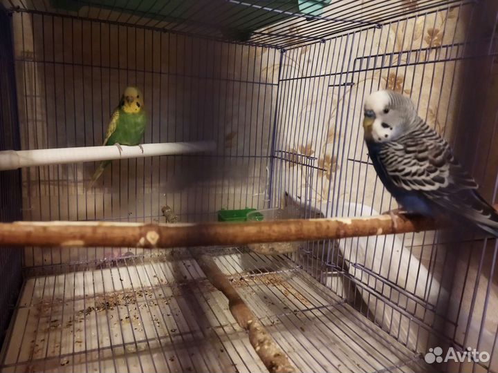 Волнистый попугай с клеткой