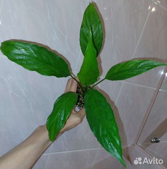Спатифиллум 