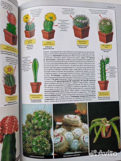 Все о комнатных растениях(уникальная энциклопедия