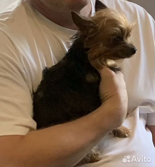 Куртка для собак мелких пород, теплая