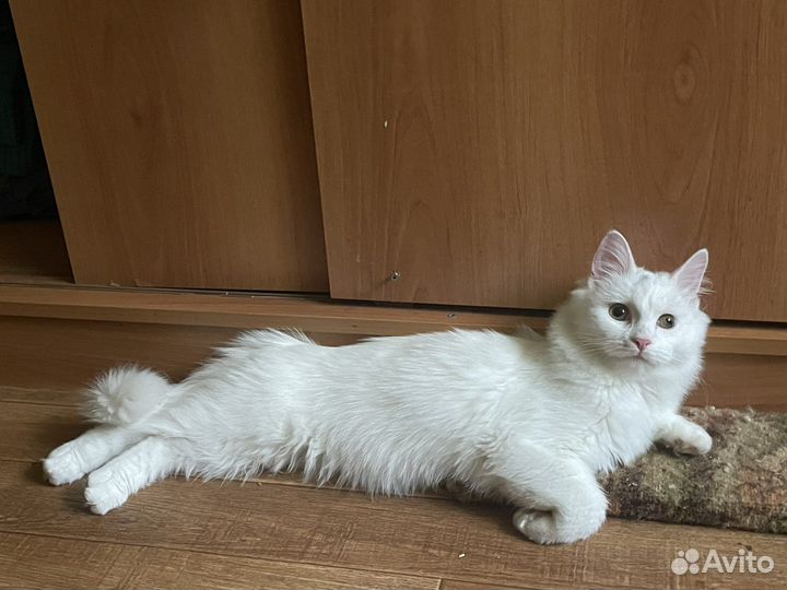 Молодой котик ищет дом