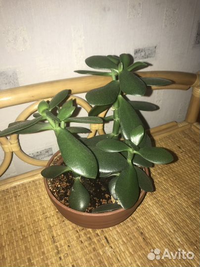 Толстянка (Денежное деревца) три