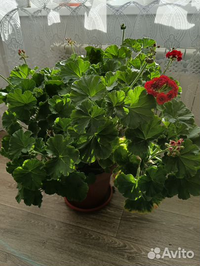 Пеларгония розебудная, большой куст