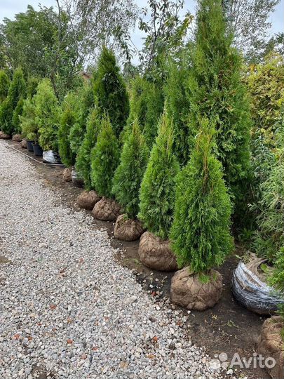 Туи Смарагд,колумна