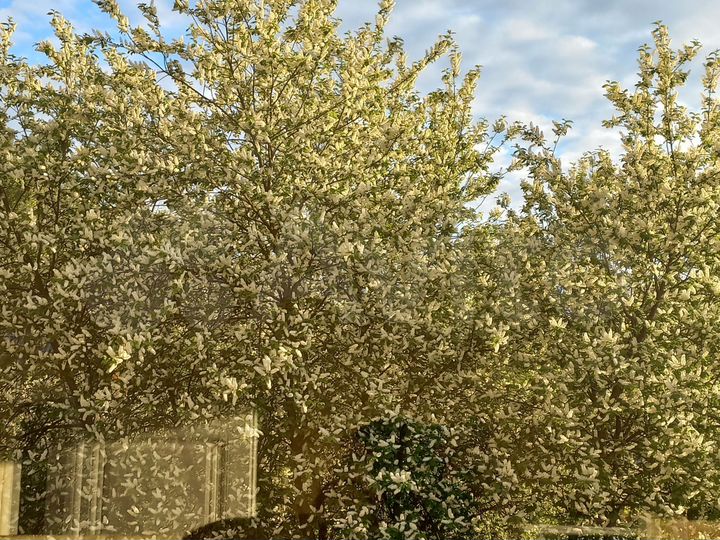 Комната 15 м² в 3-к., 3/3 эт.