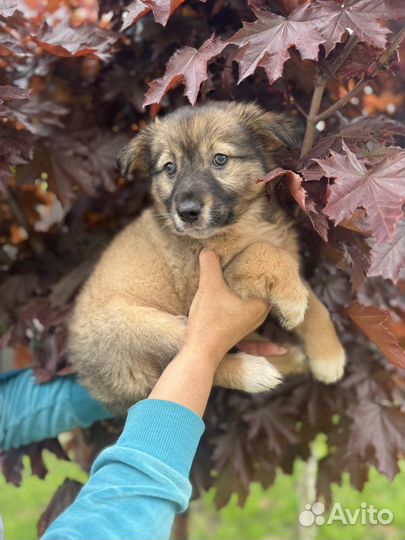 Щенок девочка 2 мес доставка бесплатно по области