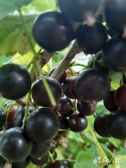 Черная смородина Добрыня, красная Сахарная