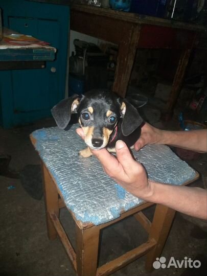 Чивини девочки