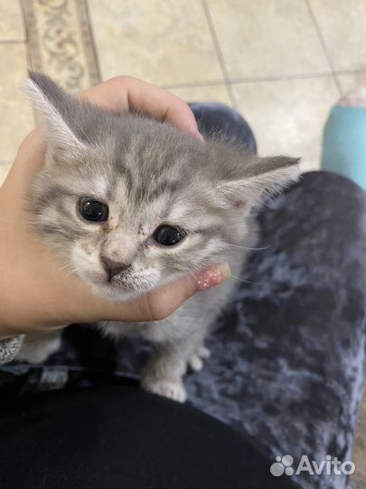 Котёнок бобтейла