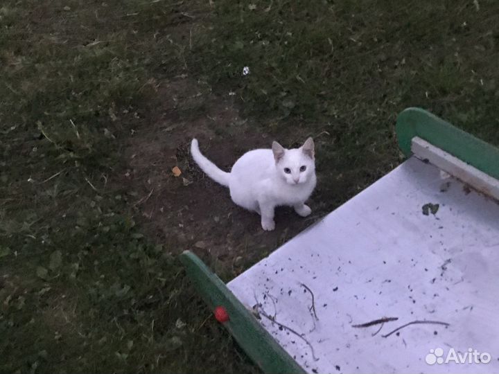 Кошки в добрые руки породистые(Турецкая Ангора)