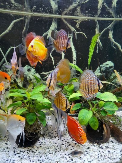 Дискусы 4 - 6 см