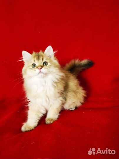 Британская длинношерстная золотая шиншилла