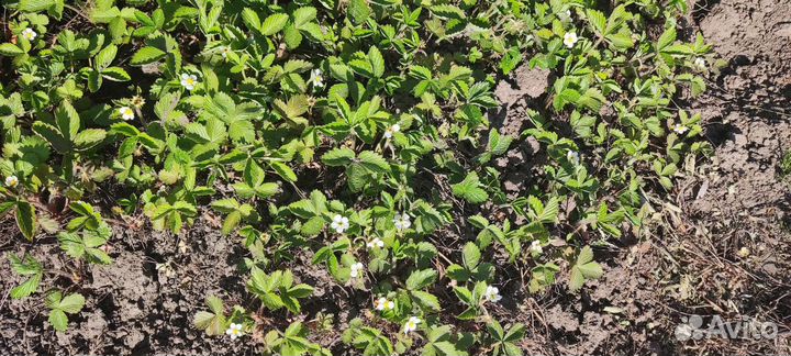 Ремонтантная земляника