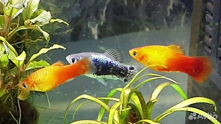 Креветки, пецилии, моллинезии