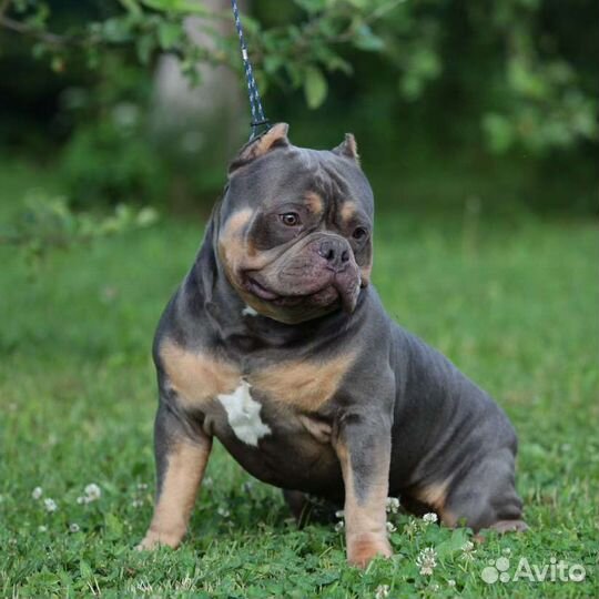 Американский булли вязка