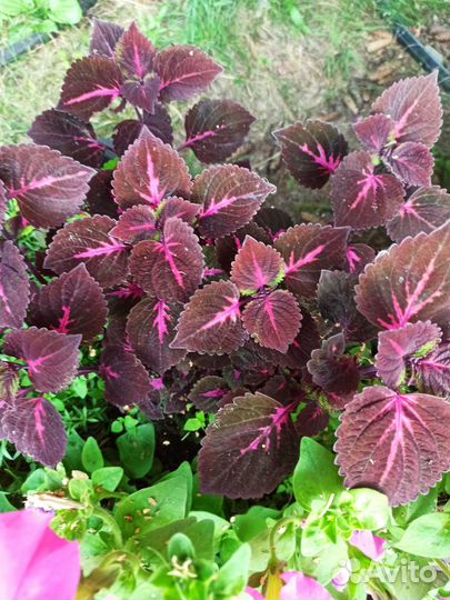 Яркие колеусы