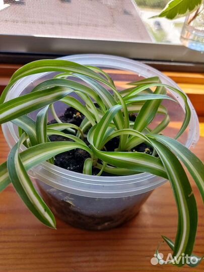 Хлорофитум бонни кучерявый