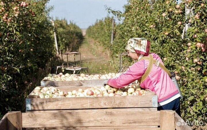Разнорабочий по сборке яблок. Вахта