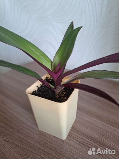 Традесканция рео