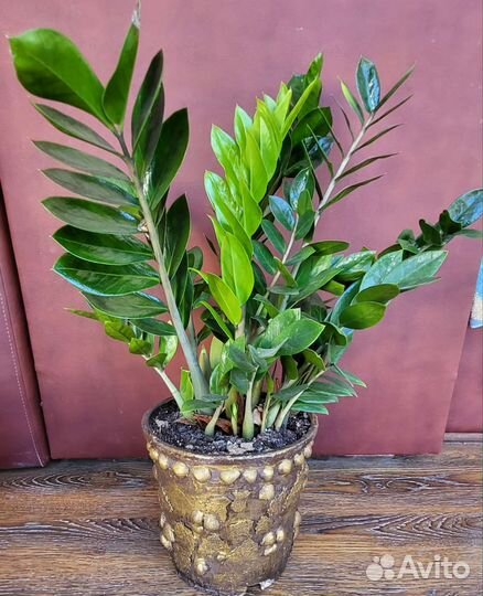 Замиокулькас