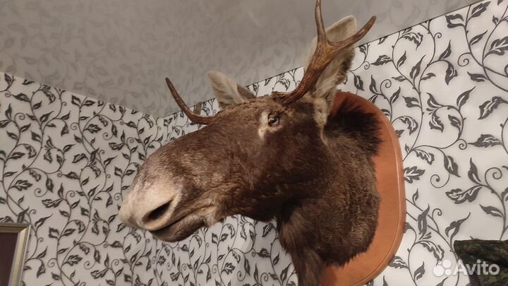 Чучело головы лося