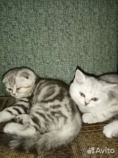 Шотландские вислоухие котята