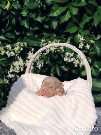 Американские булочки