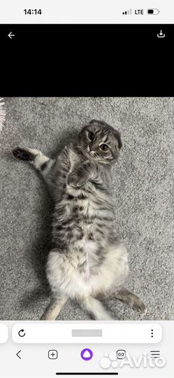 Кошечка Шотландская Вислоухая