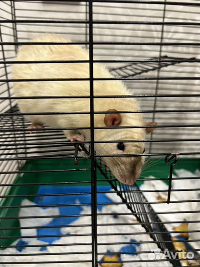 Крыса с клеткой