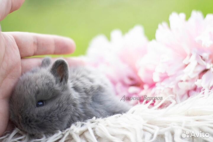 Декоративный кролик минор 200 грамм