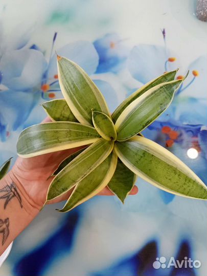 Сансевиерия ханни крем