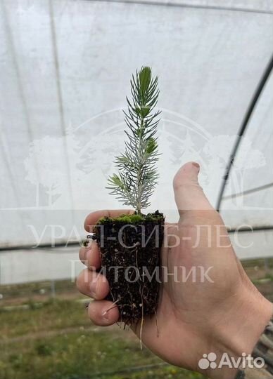 Голубая ель с зкс сеянцы
