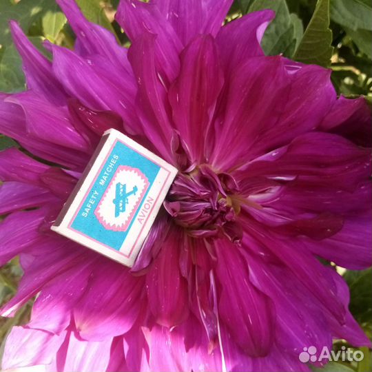 Георгины клубни